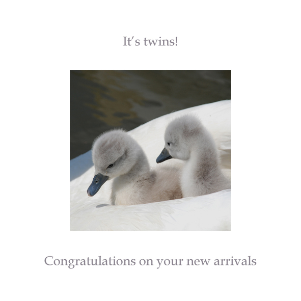 Twins cygnets Twins cygnets