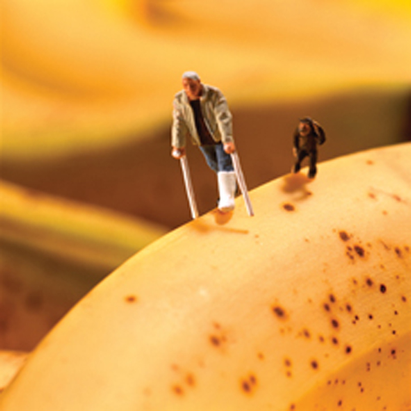Bananas Bananas