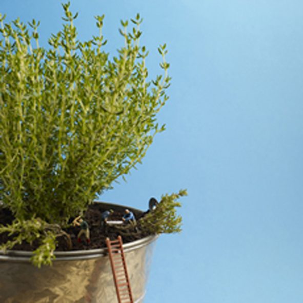 Thyme management Thyme management