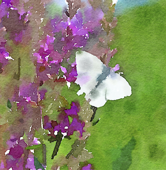 Butterfly Butterfly