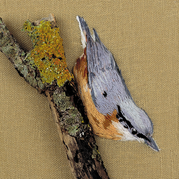 Nuthatch on tree trunk Nuthatch on tree trunk
