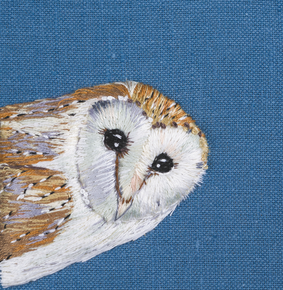 Barn owl Barn owl