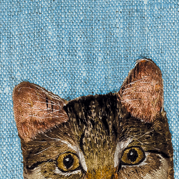 Curious cat Curious cat