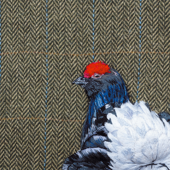 Black grouse Black grouse