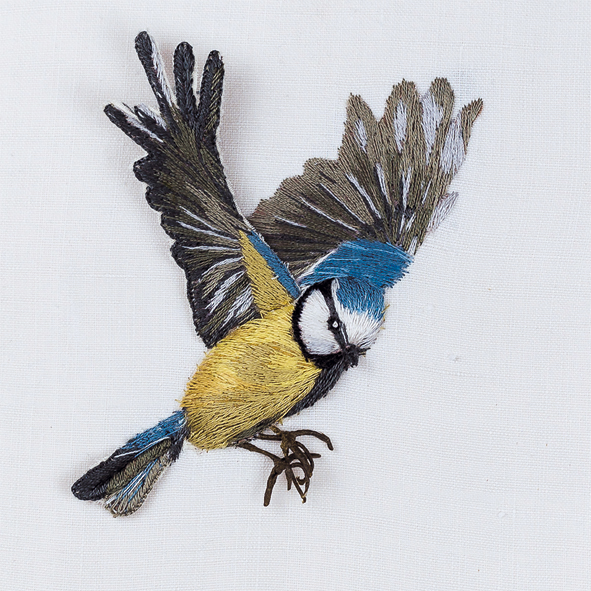 Blue tit coming in to land Blue tit coming in to land
