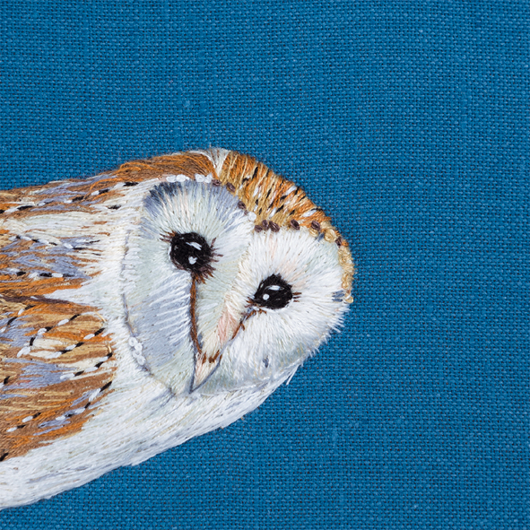 Bright-eyed barn owl Bright-eyed barn owl