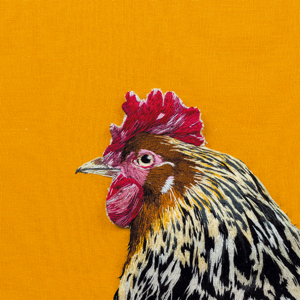 Cockerel Cockerel