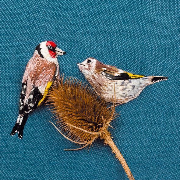 Goldfinch with juvenile Goldfinch with juvenile
