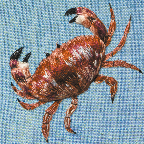Brown crab Brown crab