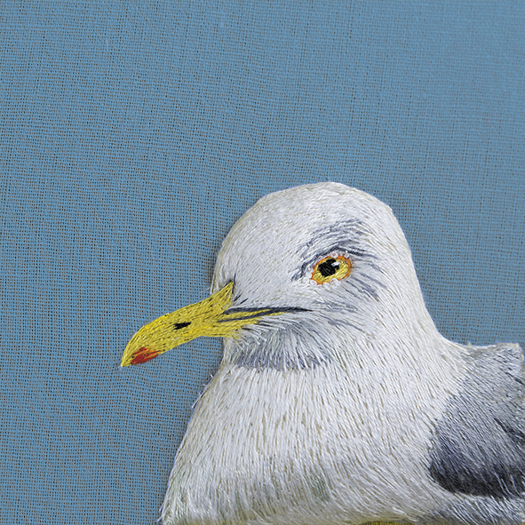 Herring gull Herring gull