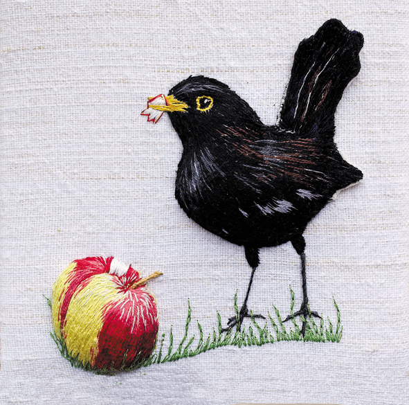 Blackbird with windfall Blackbird with windfall