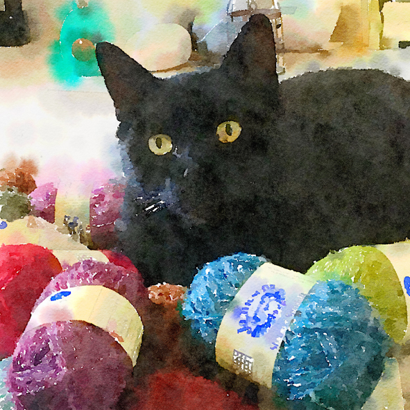 Woolly cat Woolly cat