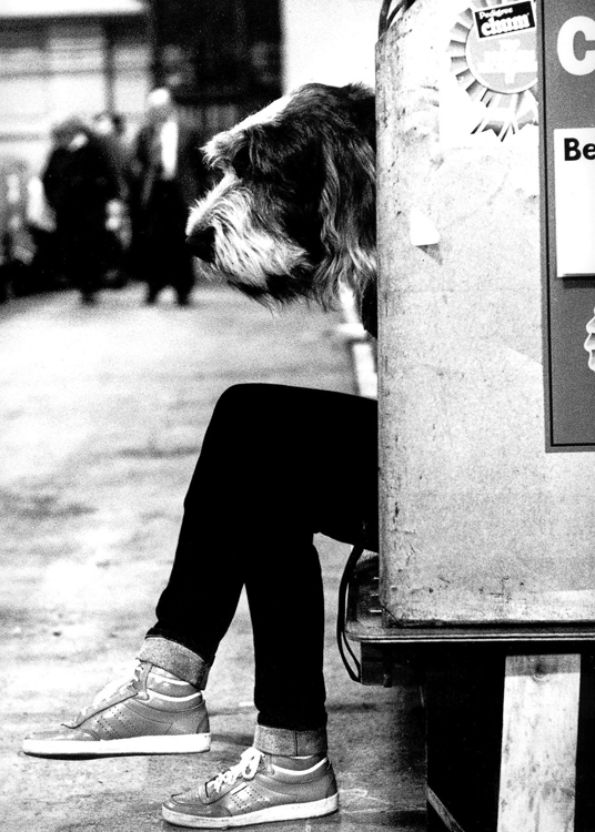 Dog show Dog show