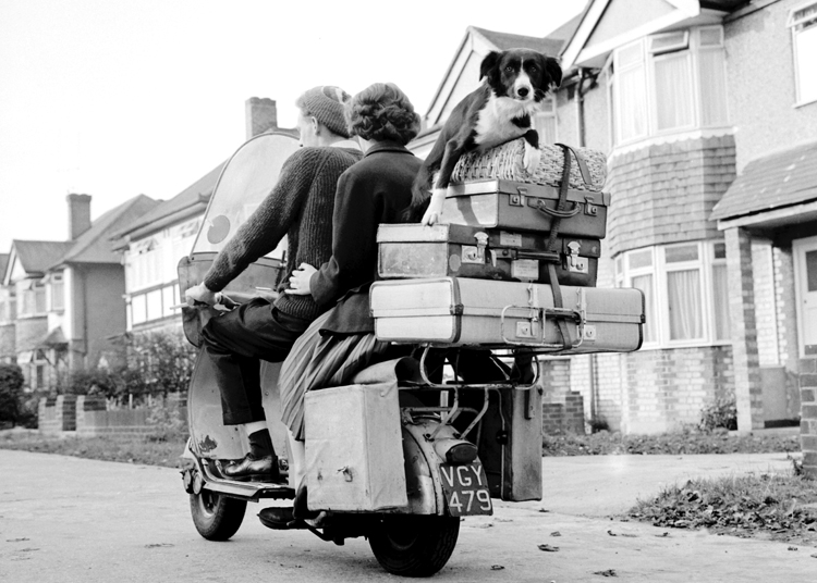 Dog on back of motorbike Dog on back of motorbike