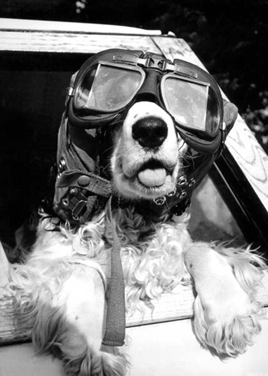 Dog wearing goggles Dog wearing goggles