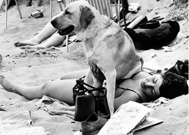 Labrador sitting on woman Labrador sitting on woman