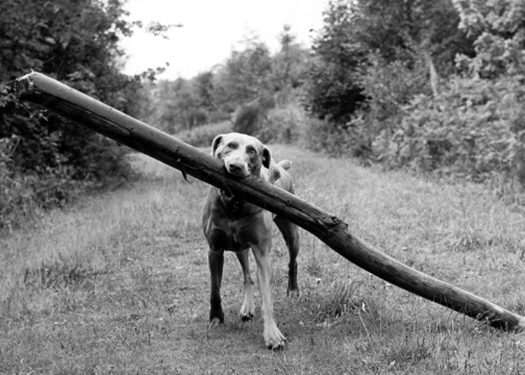 Big stick Big stick