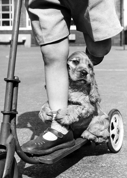 Dog with scooter Dog with scooter