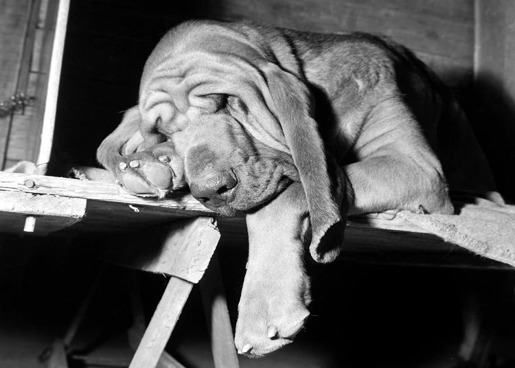 Sleepy Basset Hound Sleepy Basset Hound