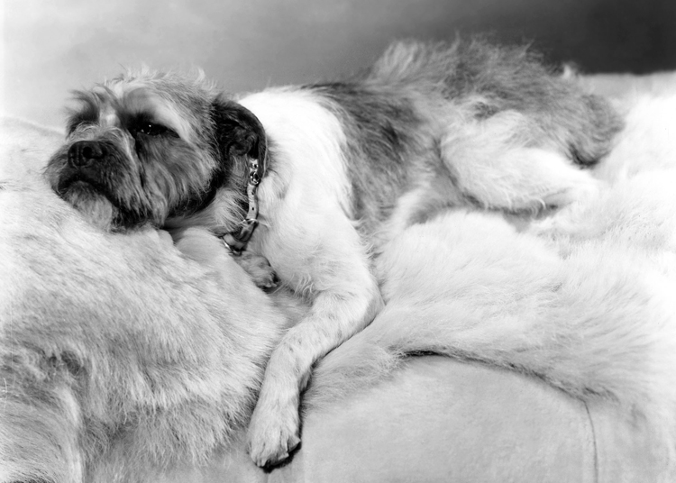 Sleeping dog Sleeping dog