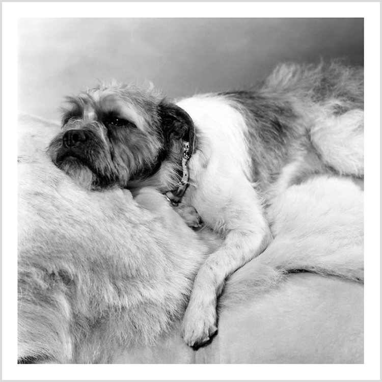 Sleeping dog (square) Sleeping dog (square)