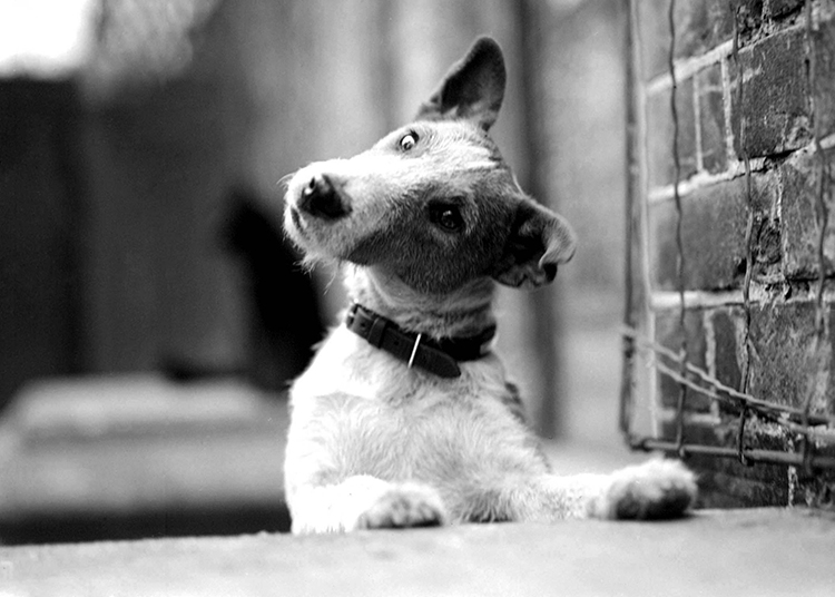 Jock the fox terrier Jock the fox terrier