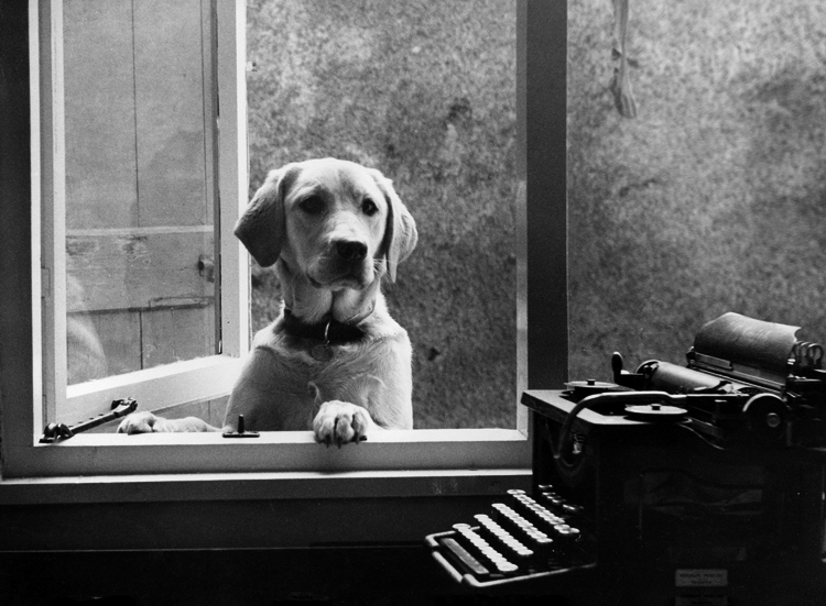 Dog and typewriter Dog and typewriter