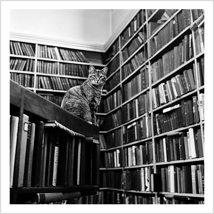 Library cat Library cat
