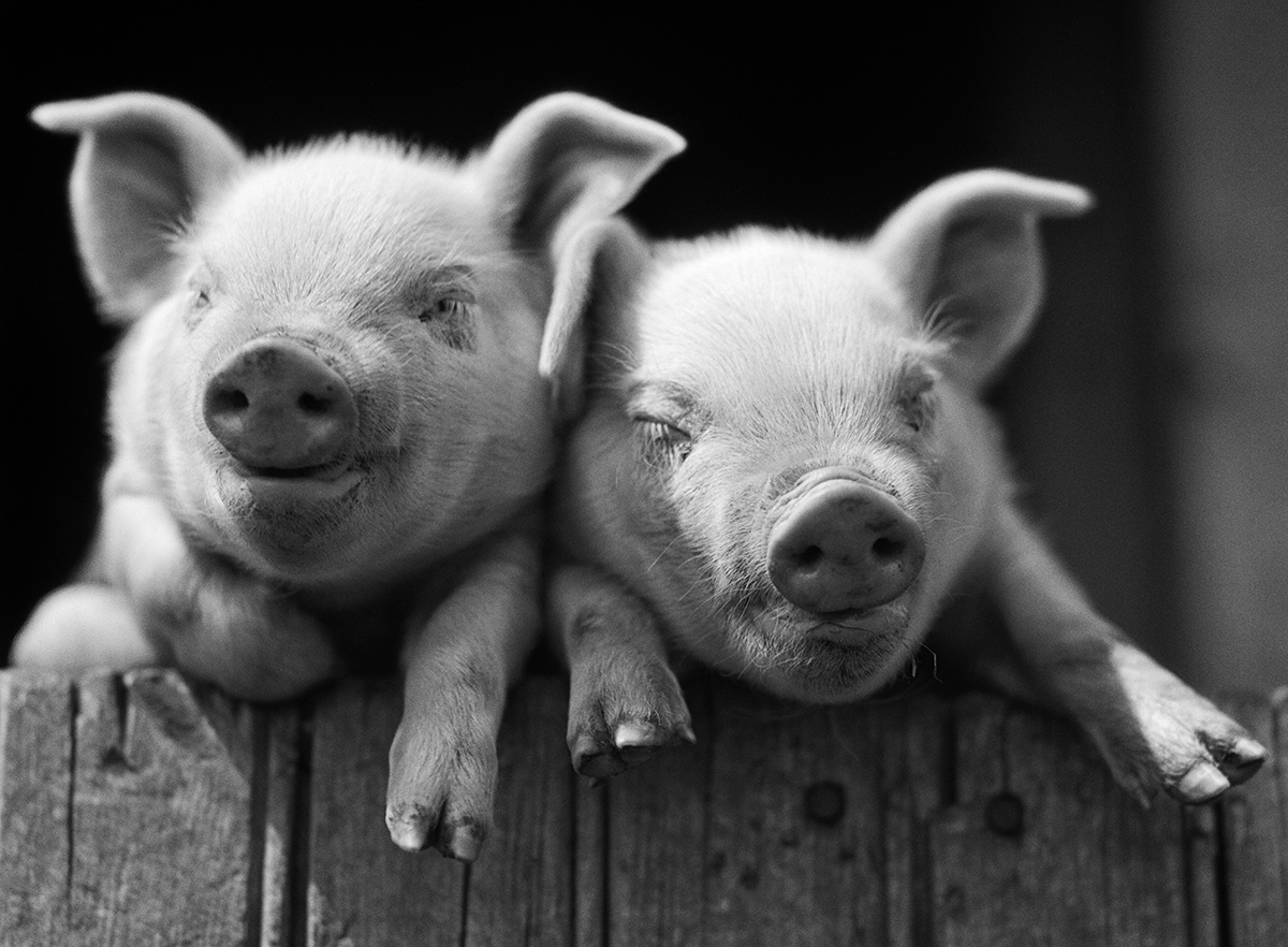 Pig pals Pig pals