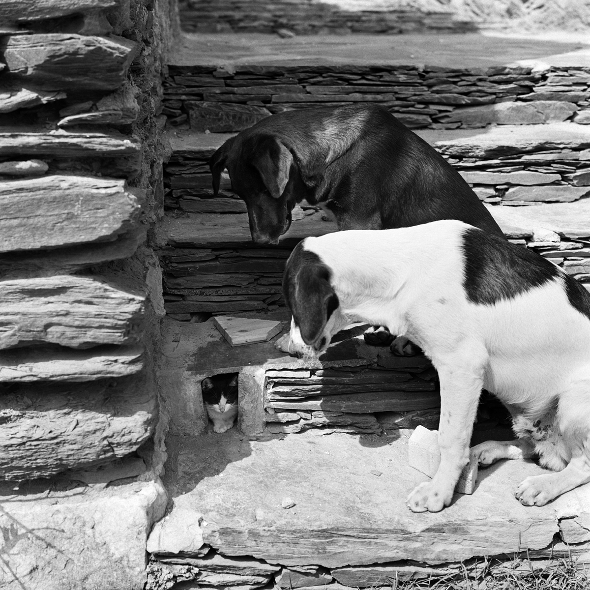 Dogs and cat Dogs and cat