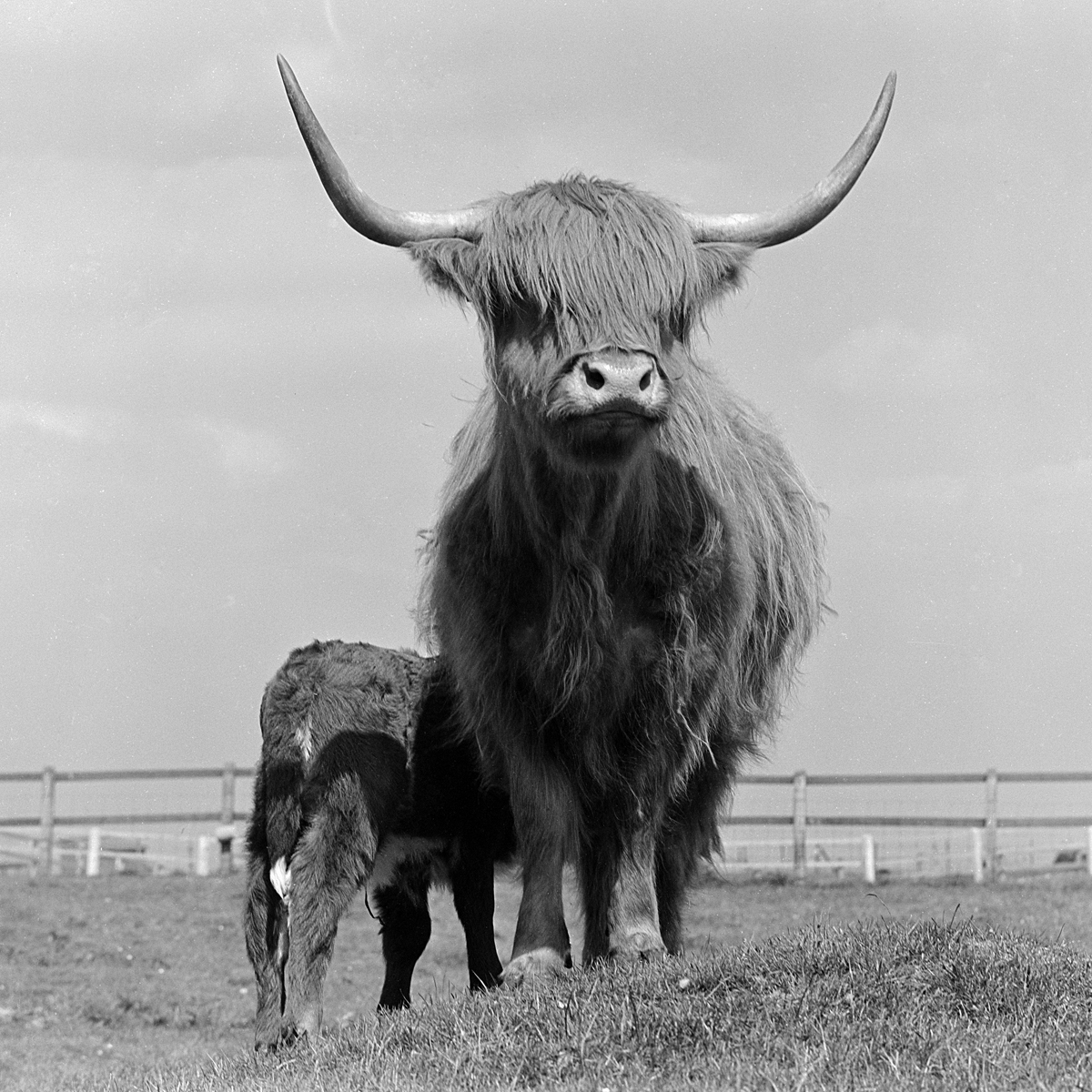 Two highland cows Two highland cows