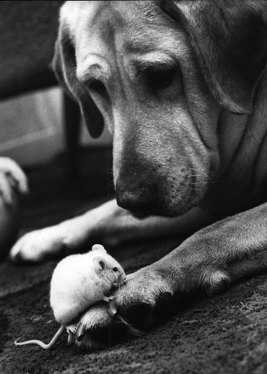 Dog and mouse Dog and mouse