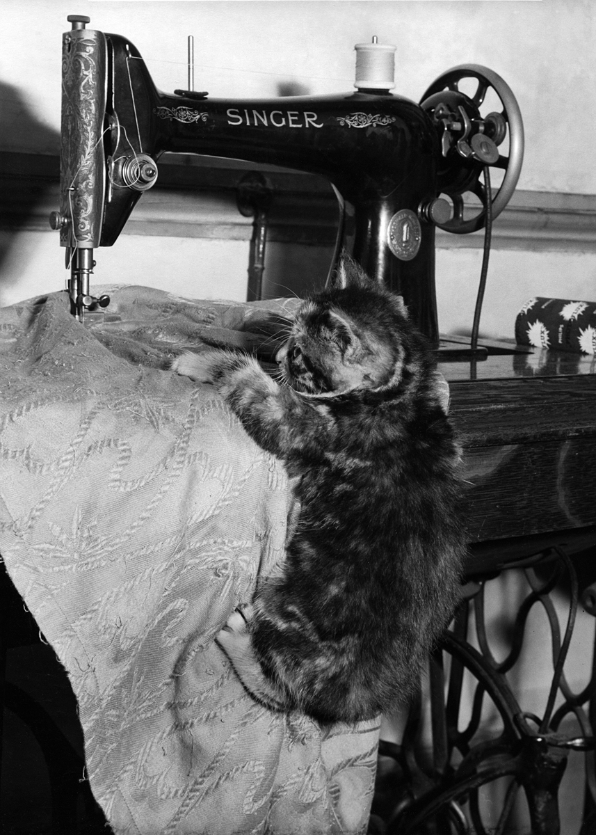 Kitten sewing Kitten sewing
