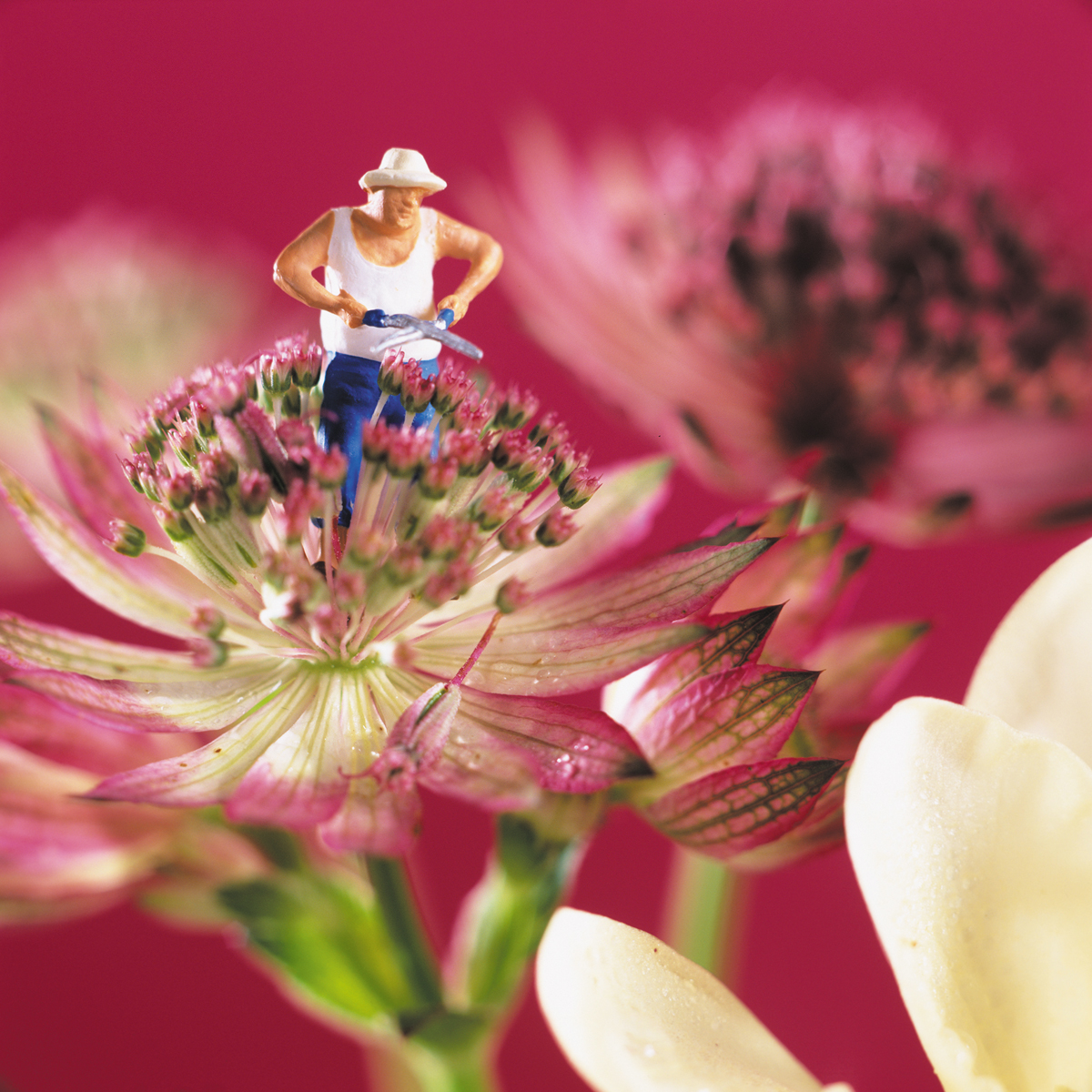 Ex-stamen-ate Ex-stamen-ate