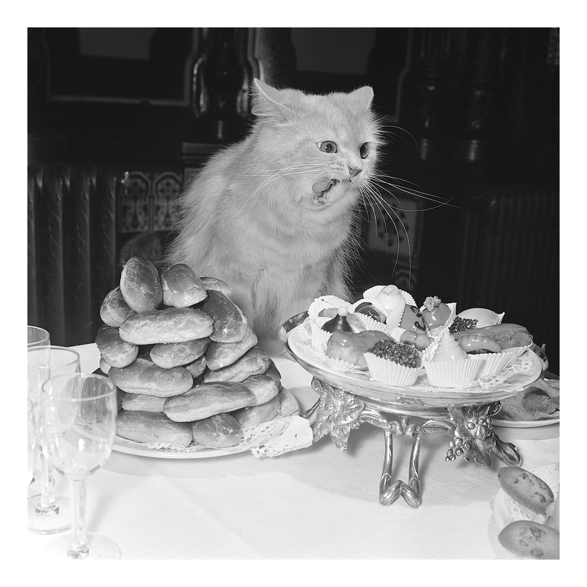 The cat that got the cream The cat that got the cream