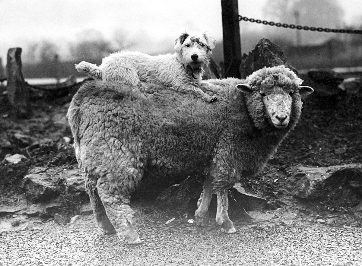 Sheep with a passenger Sheep with a passenger