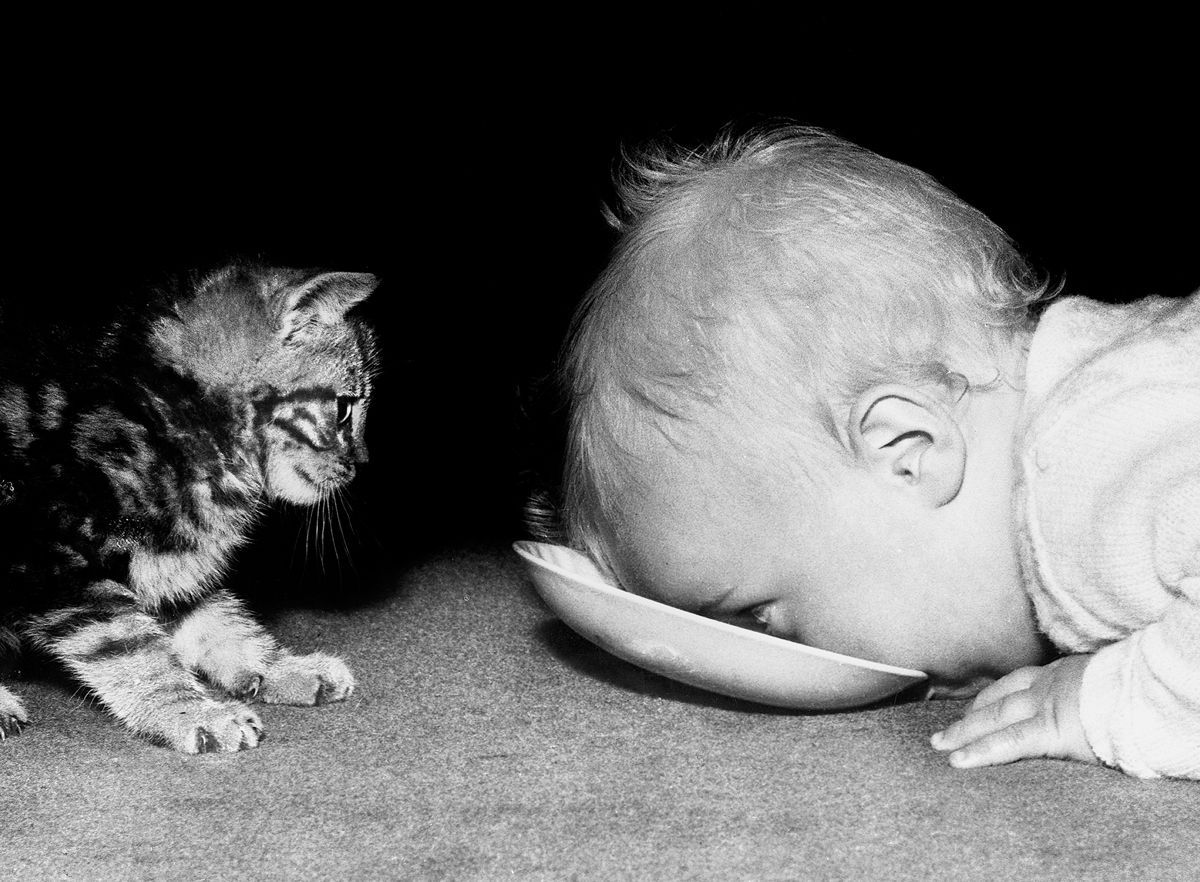 Kitten and baby sharing some milk Kitten and baby sharing some milk
