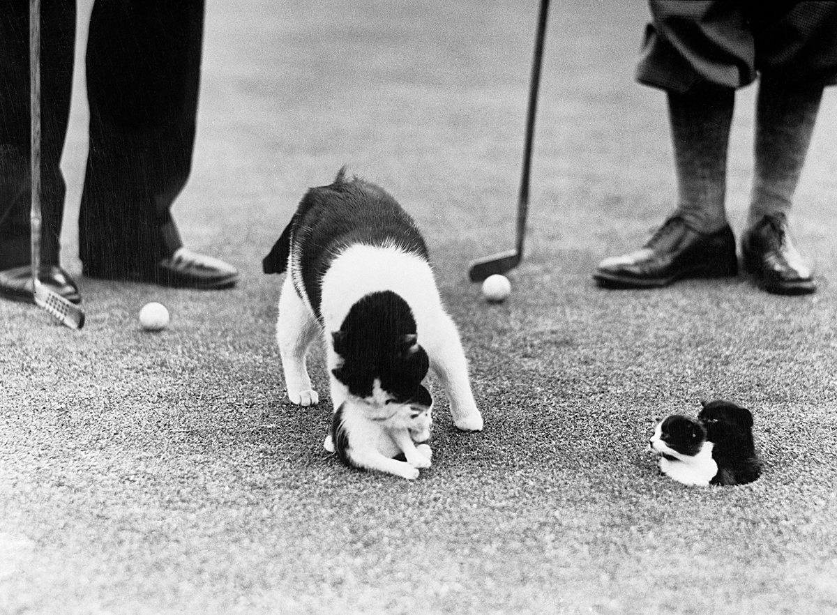 Kittens in golf hole Kittens in golf hole