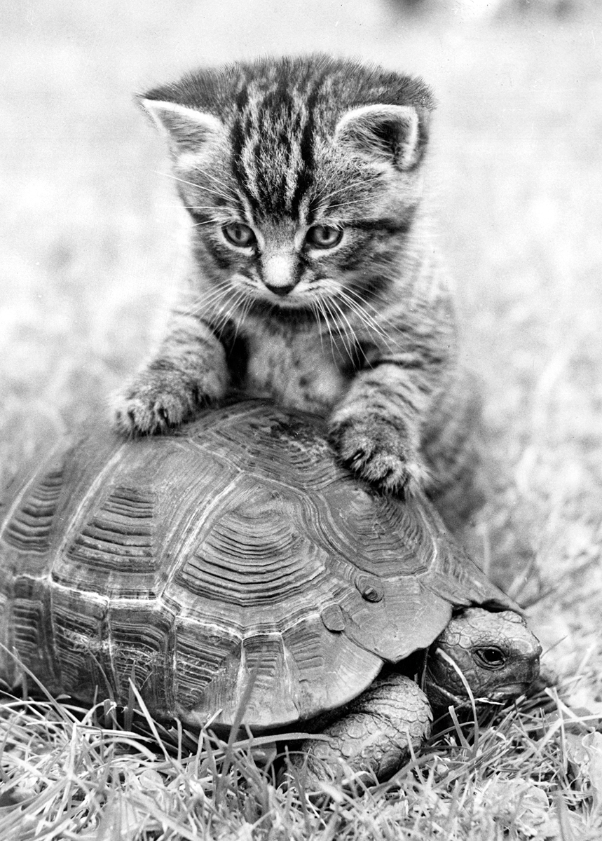 Kitten and tortoise Kitten and tortoise